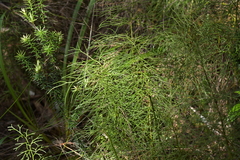 Lycopodium deuterodensum