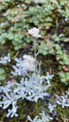 Antennaria