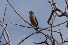 Coccothraustes vespertinus