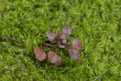 Coprosma spathulata