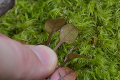 Coprosma spathulata
