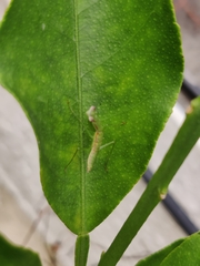 Odontomantis planiceps