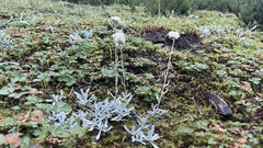 Antennaria
