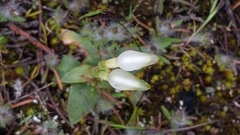 Pterostylis
