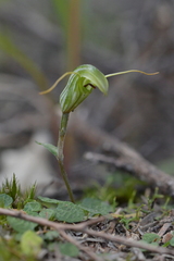Pterostylis trullifolia