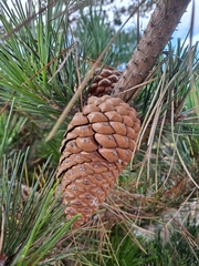 Pinus radiata