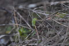 Pterostylis trullifolia