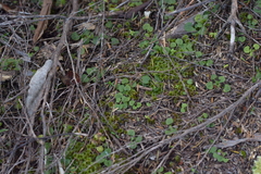 Pterostylis trullifolia