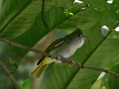 Erpornis zantholeuca