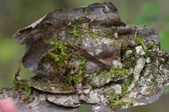 Bulbophyllum pygmaeum