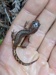 Ensatina eschscholtzii