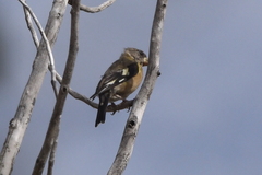 Coccothraustes vespertinus
