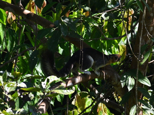 Pale Giant Squirrel