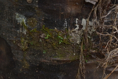 Bulbophyllum pygmaeum
