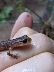 Ensatina eschscholtzii