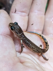 Ensatina eschscholtzii