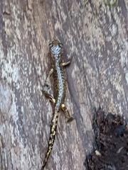 Ensatina eschscholtzii