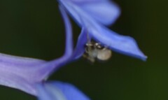 Thomisidae
