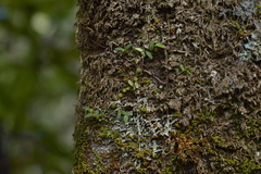 Bulbophyllum pygmaeum