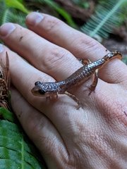 Ensatina eschscholtzii
