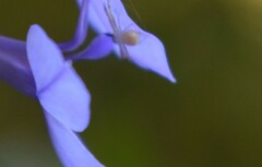 Thomisidae