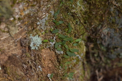 Bulbophyllum pygmaeum