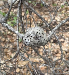 Callirhytis quercussuttoni