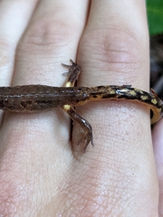 Ensatina eschscholtzii