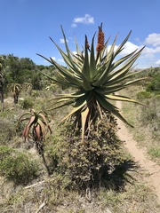 Aloe africana