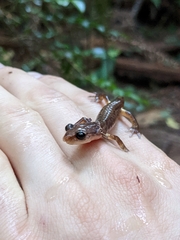 Ensatina eschscholtzii