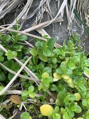 Peperomia urvilleana