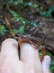 Ensatina eschscholtzii