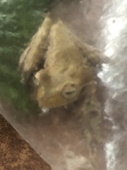 Boana maculateralis