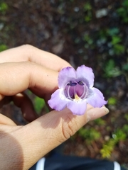 Penstemon campanulatus