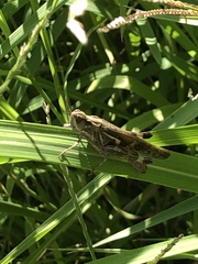 Aiolopus thalassinus tamulus