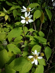 Montanoa