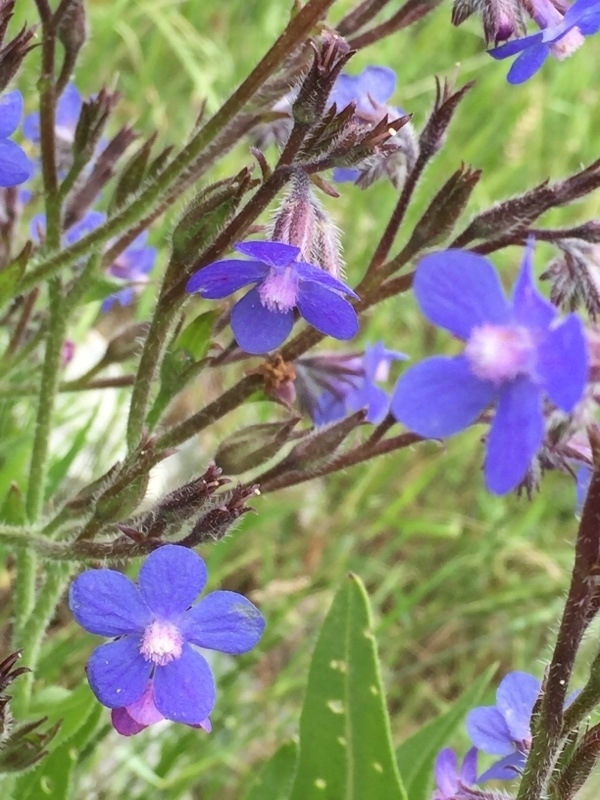 Anchusa iranica
