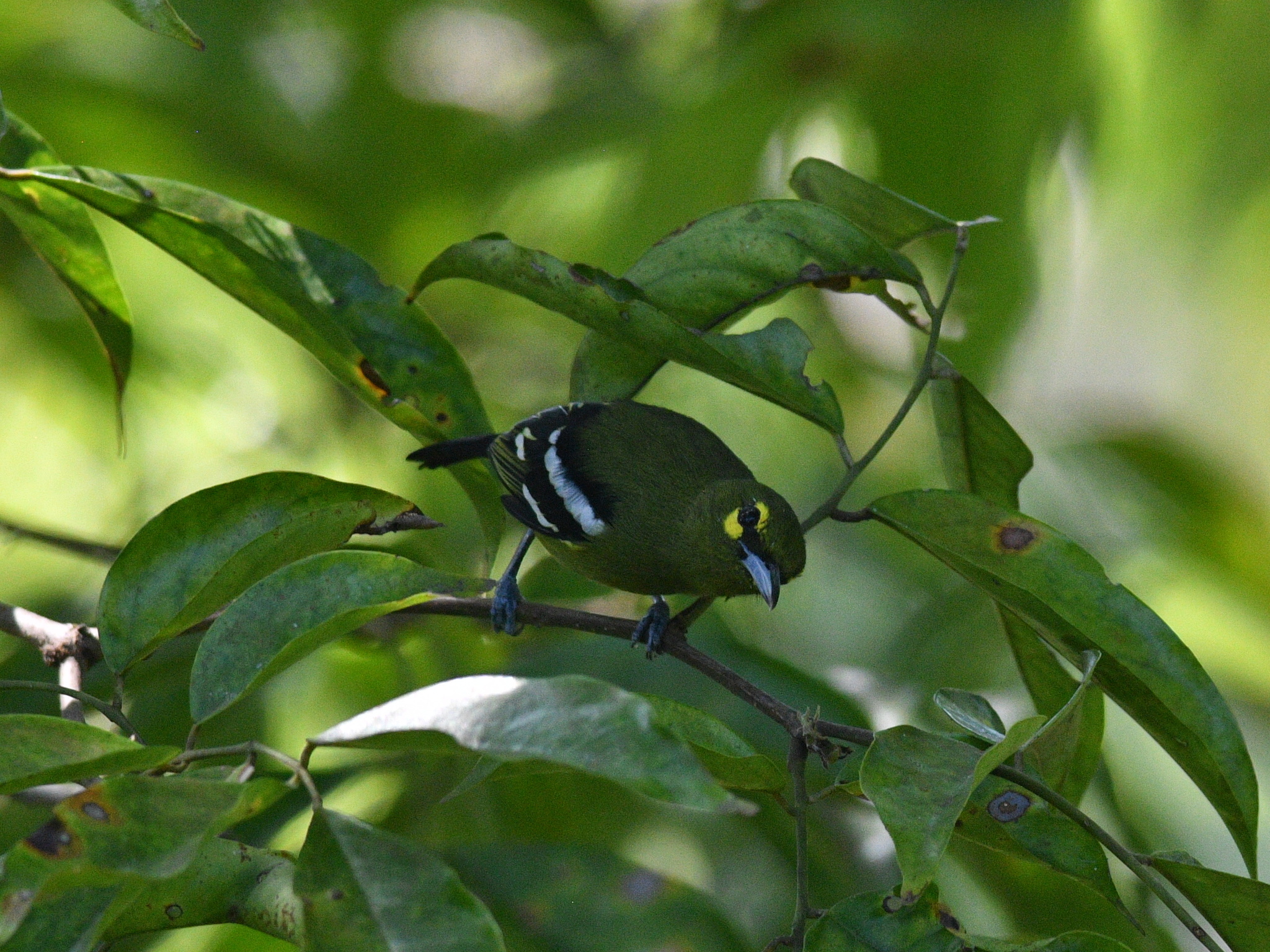 Green Iora