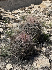 Hamatocactus hamatacanthus