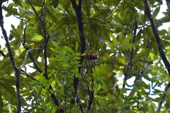 Knightia excelsa