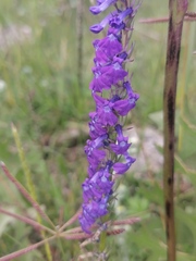 Lobelia fenestralis
