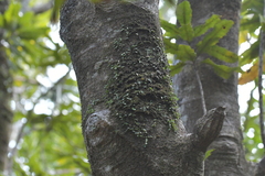Bulbophyllum pygmaeum