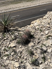 Hamatocactus hamatacanthus