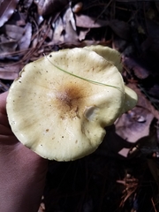 Tricholoma equestre