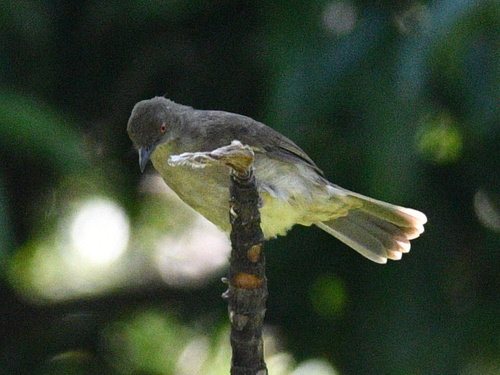Asian Red-eyed Bulbul (Pycnonotus brunneus), photo 5