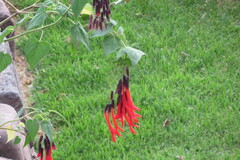 Magnoliopsida