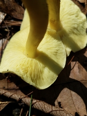 Tricholoma equestre