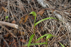 Pterostylis agathicola