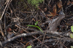 Pterostylis agathicola