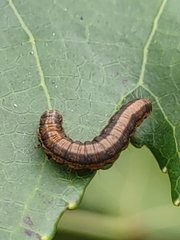 Sciota uvinella